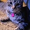 Sage joined the competition — help win amazing prizes! cat, tabby, pet, indoor, carpet, collar, pink_tag, fur, whiskers, paw, close_up, relaxed, animal, cute, mammal, feline, domestic, portrait, resting, soft_light