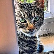 Sage joined the competition — help win amazing prizes! cat, tabby, green_eyes, curious, close_up, indoor, window, curtain, pet, feline, whiskers, face, fur, animal, domestic, looking, portrait, natural_light, cozy, relaxed