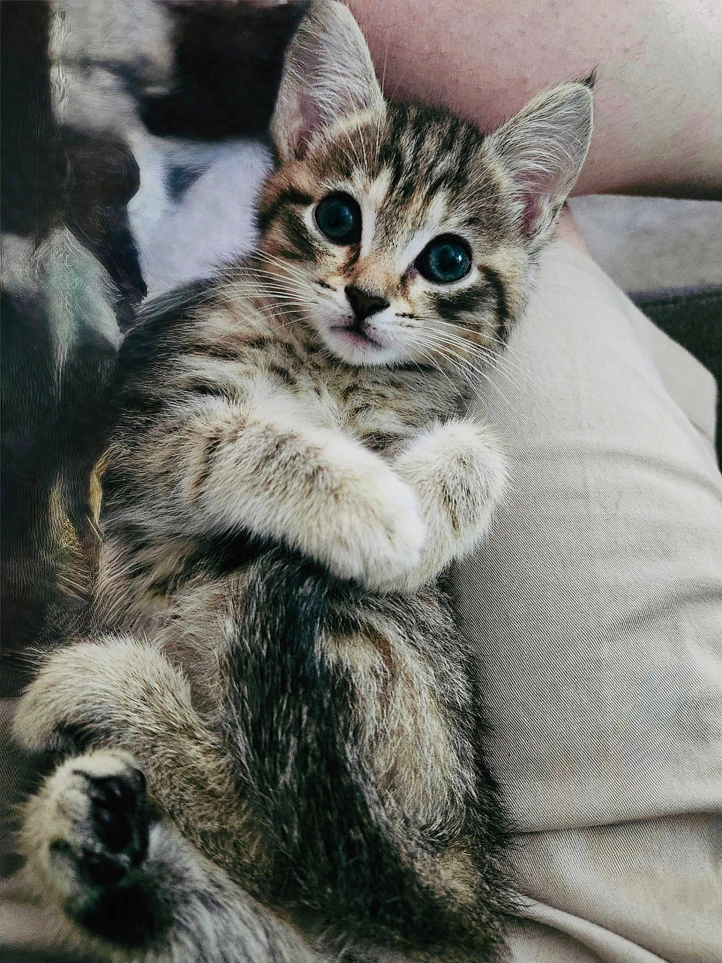 Binx is registered to the contest to win money with this photo: cat, kitten, tabby, pet, cute, whiskers, paws, fur, big_eyes, ears, striped_fur, close_up, portrait, lap, cozy, indoor, relaxing, looking_at_camera, sitting, blanket