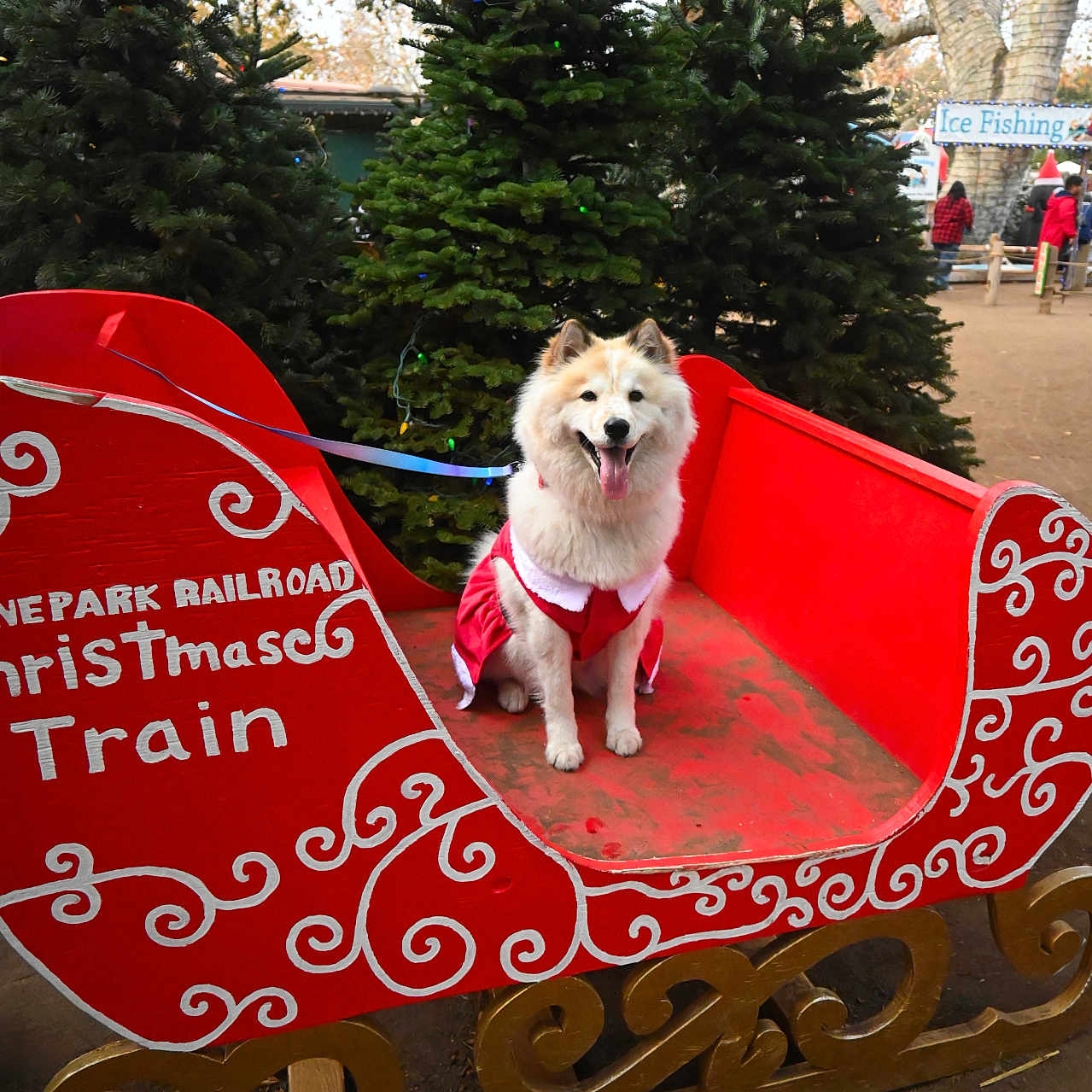 Patchess joined the competition — help win amazing prizes! accessories, animal, canine, conifer, dog, face, fir, furniture, grass, head, husky, nature, outdoors, park, person, pet, plant, strap, tree, vegetation