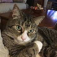 Harley joined the competition — help win amazing prizes! animal, brown, cat, close_up, comfort, domestic, face, feline, fur, green_eyes, indoor, pet, quilted_surface, relaxed, resting, tabby, table, toys, whiskers, white