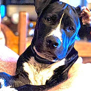 Gator joined the competition — help win amazing prizes! animal, background_blur, black_and_white, canine, closeup, collar, companion, curious, dog, domestic, expression, fur, head_tilt, indoor, lighting, mammal, paw, pet, portrait, relaxed