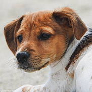Lucky participe au concours pour gagner de l'argent avec cette photo : puppy, dog, close_up, brown, white, fur, sand, outdoor, animal, pet, cute, young_dog, portrait, lying_down, whiskers, ears, snout, nose, soft_background, natural_light