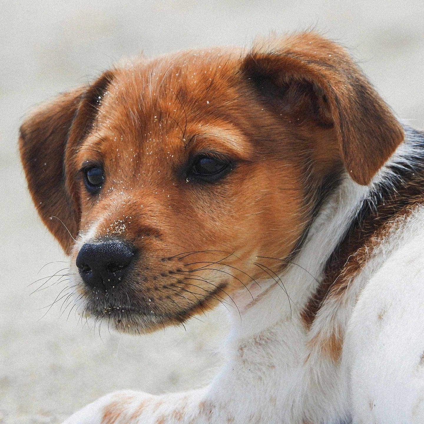 Lucky participe au concours pour gagner de l'argent avec cette photo : puppy, dog, close_up, brown, white, fur, sand, outdoor, animal, pet, cute, young_dog, portrait, lying_down, whiskers, ears, snout, nose, soft_background, natural_light