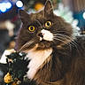 cat, tuxedo_cat, yellow_eyes, fluffy_fur, whiskers, close_up, indoor, holiday_decorations, christmas_tree, ornaments, curious, pet, animal, feline, portrait, soft_lighting, blurred_background, cute, domestic_cat, mammal