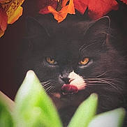 Holga participe au concours pour gagner de l'argent avec cette photo : cat, black_cat, yellow_eyes, whiskers, green_leaves, autumn_leaves, orange_leaves, red_leaves, nature, animal, pet, close_up, tongue_out, whiskers_visible, outdoor, fall, plant, foliage, cute, mysterious
