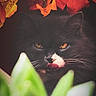 cat, black_cat, yellow_eyes, whiskers, green_leaves, autumn_leaves, orange_leaves, red_leaves, nature, animal, pet, close_up, tongue_out, whiskers_visible, outdoor, fall, plant, foliage, cute, mysterious