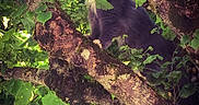 Holga a rejoint le concours — aidez-le/la à gagner de superbes lots ! cat, tree, branch, leaves, greenery, outdoor, nature, animal, fur, yellow_eyes, moss, sunlight, forest, wildlife, pet, mammal, climbing, closeup, daylight, flora