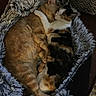 animal, blanket, calico, cat, cats, close, comfort, companion, cozy, cuddle, cute, domestic_animal, feline, fur, indoor, pet, resting, sleeping, snuggling, tabby