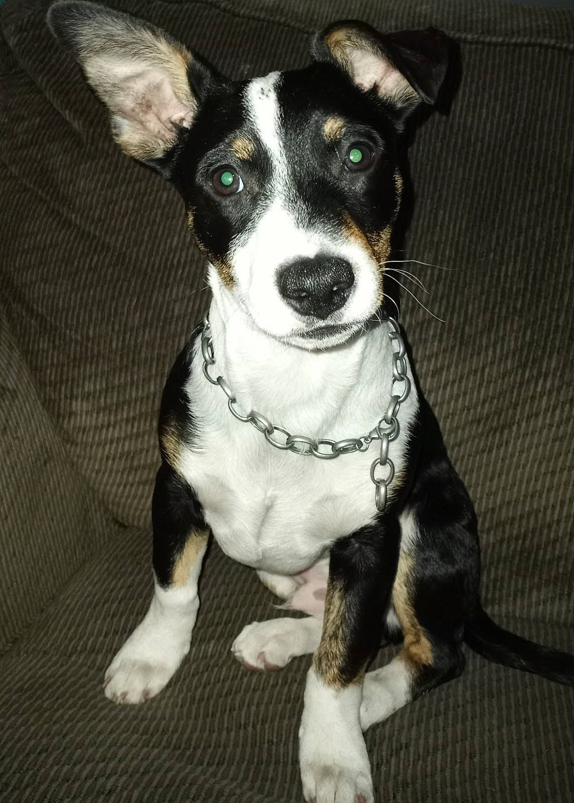 Bat-man joined the competition — help win amazing prizes! carnivore, collar, companion_dog, dog, dog_breed, dog_collar, snout, whiskers, working_animal, working_dog