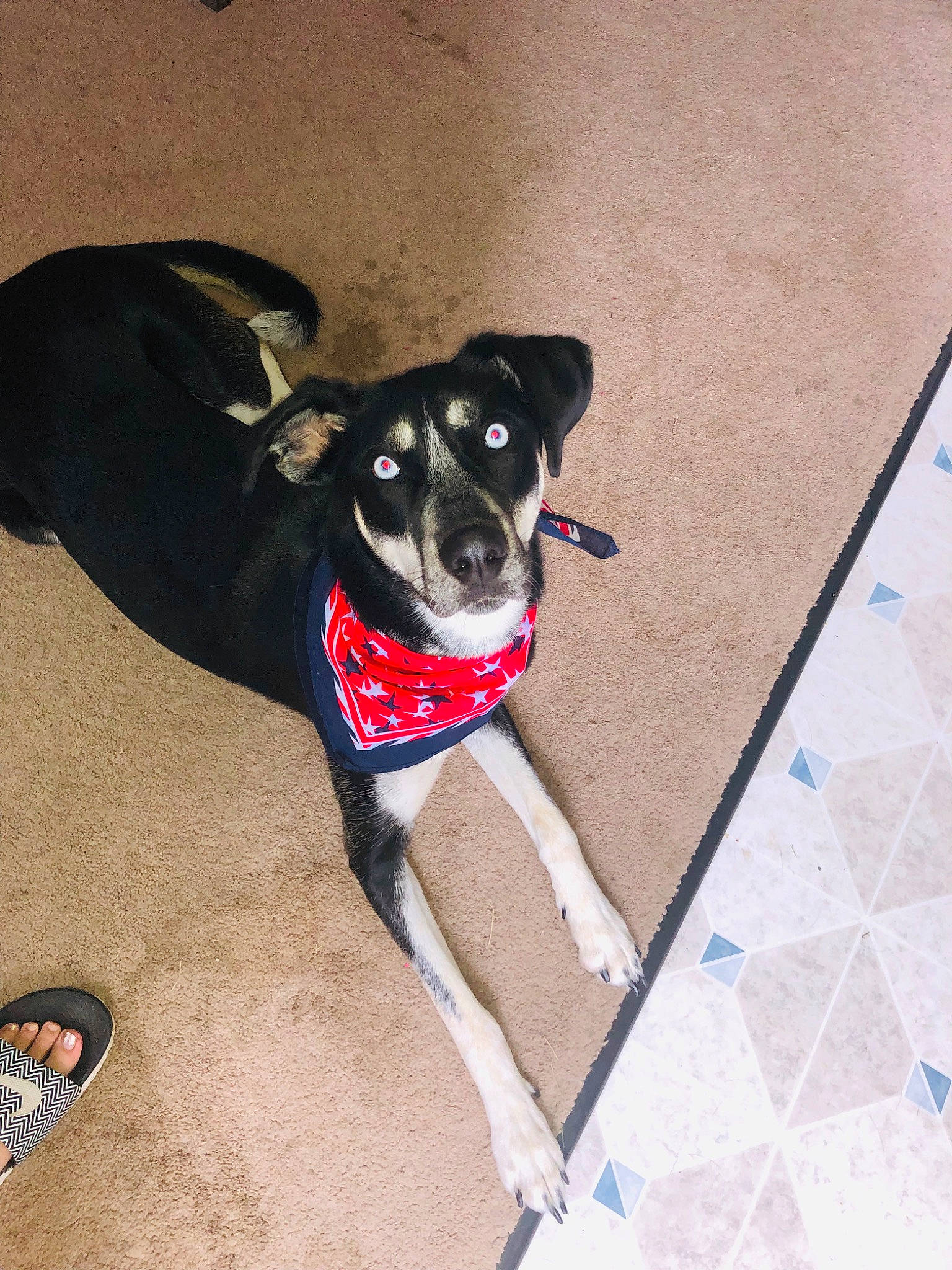 Willow joined the competition — help win amazing prizes! canidae, carnivore, dog, dog_breed, dog_clothes, dog_collar, feist, mammal, potcake_dog, puppy, rat_terrier, sporting_group, toy_dog