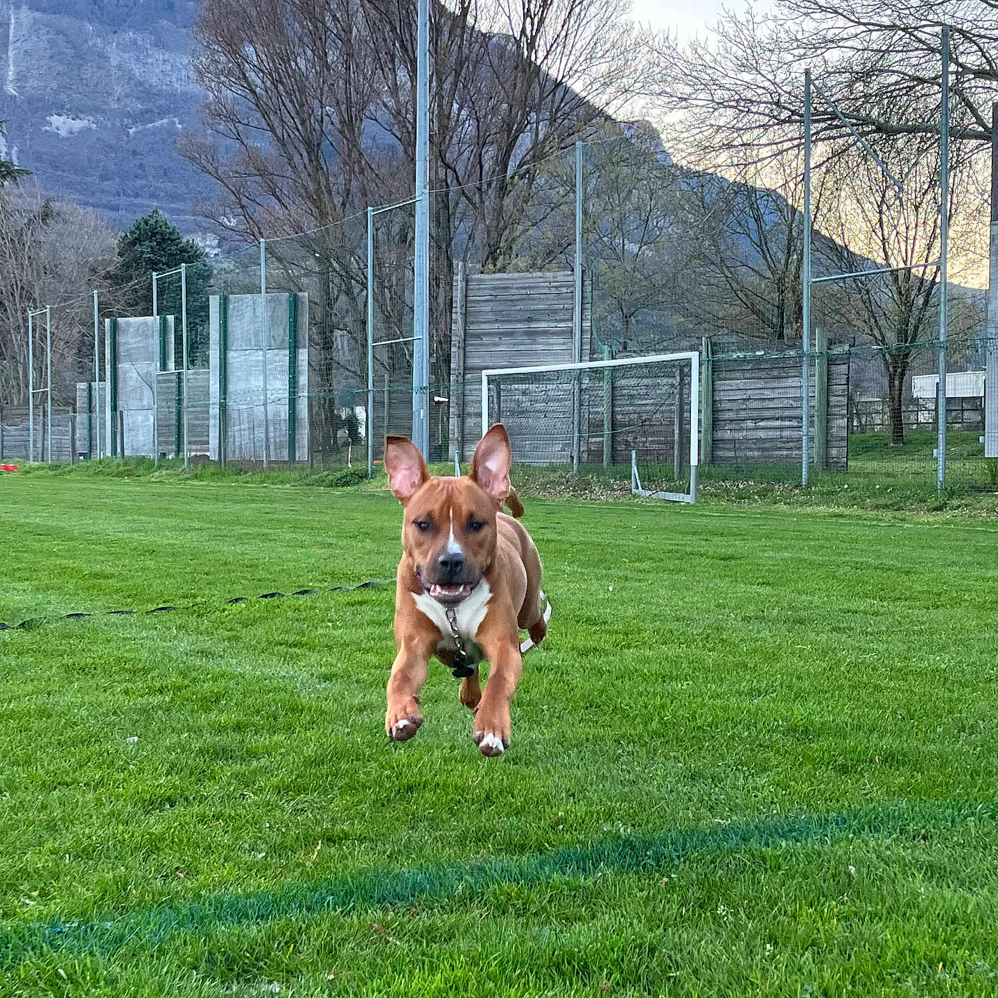 Layko a rejoint le concours — aidez-le/la à gagner de superbes lots ! animal, backyard, bulldog, canine, dog, field, grass, grassland, hound, lawn, nature, outdoors, park, people, person, pet, plant, tree, vegetation, yard