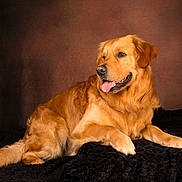 Tommy a rejoint le concours — aidez-le/la à gagner de superbes lots ! dog, golden_retriever, animal, pet, canine, fur, tongue, laying_down, portrait, studio, brown_background, black_blanket, cute, friendly, mammal, domestic_animal, side_view, relaxed, indoor, companion