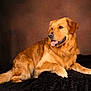 dog, golden_retriever, animal, pet, canine, fur, tongue, laying_down, portrait, studio, brown_background, black_blanket, cute, friendly, mammal, domestic_animal, side_view, relaxed, indoor, companion