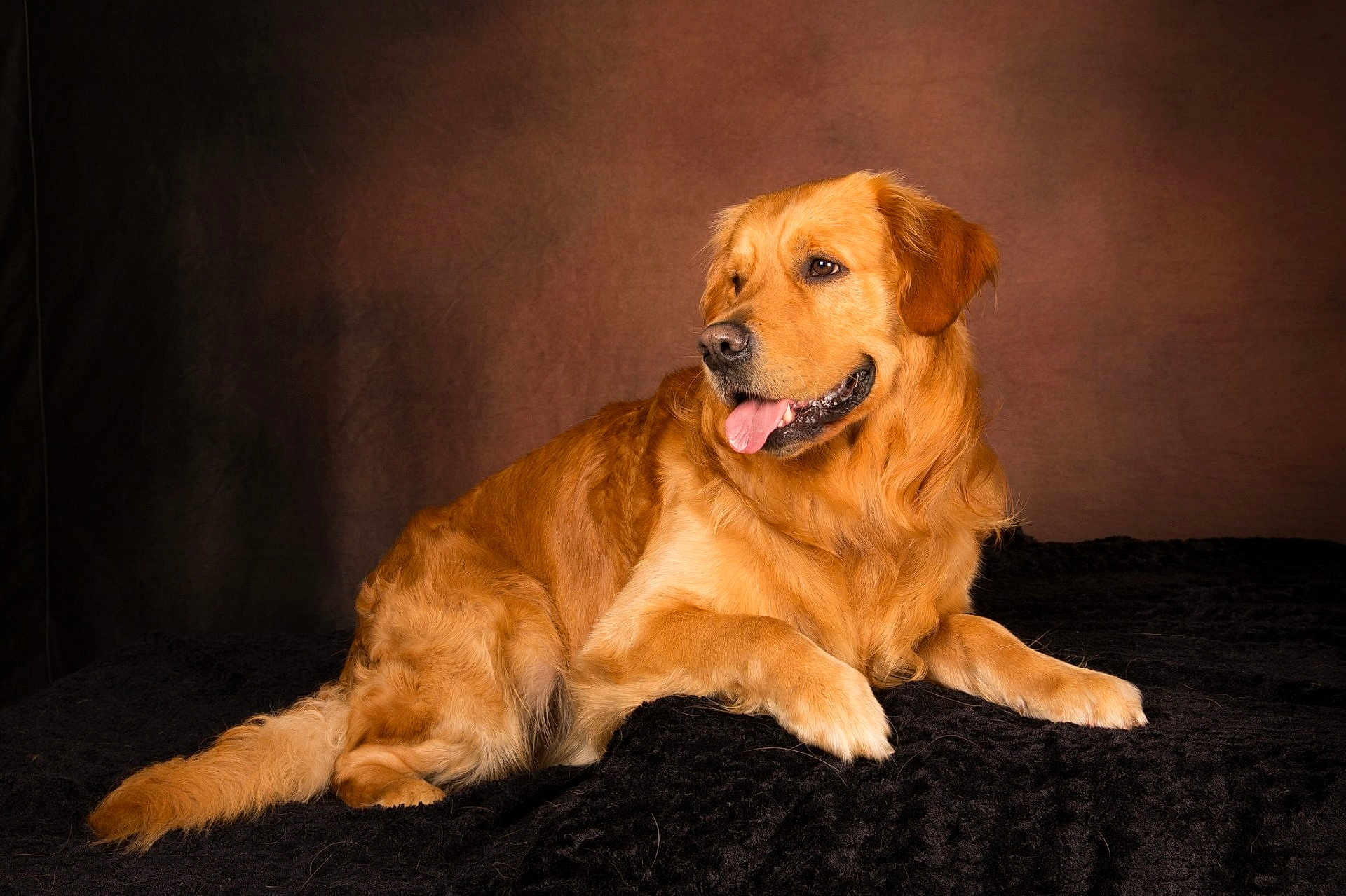 Tommy a rejoint le concours — aidez-le/la à gagner de superbes lots ! dog, golden_retriever, animal, pet, canine, fur, tongue, laying_down, portrait, studio, brown_background, black_blanket, cute, friendly, mammal, domestic_animal, side_view, relaxed, indoor, companion