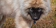 Archi participe au concours pour gagner de l'argent avec cette photo : dog, fluffy, outdoor, grass, field, animal, pet, nature, canine, walking, ears, fur, collar, tag, brown, tan, black_face, curious, closeup, daylight