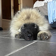 Archi a rejoint le concours — aidez-le/la à gagner de superbes lots ! dog, puppy, sleeping, floor, tile, indoor, fluffy, black_face, paws, resting, cute, pet, animal, cozy, quiet, home, relaxation, fur, closeup, adorable