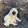 Archi participe au concours pour gagner de l'argent avec cette photo : dog, puppy, fluffy, dirt, earth, outdoor, animal, pet, smiling, tongue_out, fur, sitting, playful, nature, happy, cute, canine, resting, yard, sunlight