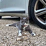 Hélios a rejoint le concours — aidez-le/la à gagner de superbes lots ! cat, grey_cat, white_paws, collar, gravel, car, wheel, outdoor, pet, animal, relaxed, lying_down, fur, mammal, sidewalk, road, closeup, daylight, nature, domestic_cat