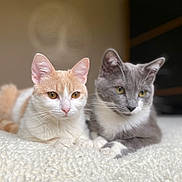 Hélios participe au concours pour gagner de l'argent avec cette photo : cat, orange_and_white_cat, gray_and_white_cat, pet, animal, feline, lying_down, indoor, blanket, cozy, cute, domestic_cat, whiskers, ears, fur, relaxed, companions, two_animals, close_up, soft_light
