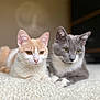 cat, orange_and_white_cat, gray_and_white_cat, pet, animal, feline, lying_down, indoor, blanket, cozy, cute, domestic_cat, whiskers, ears, fur, relaxed, companions, two_animals, close_up, soft_light