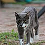 Hélios participe au concours pour gagner de l'argent avec cette photo : cat, gray_cat, white_paws, outdoor, grass, earth, walking, animal, pet, feline, collar, focused, yellow_eyes, nature, ground, mammal, whiskers, alert, closeup, prowling