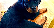 Maverick joined the competition — help win amazing prizes! rottweiler, puppy, dog, pet, animal, indoor, wooden_floor, black_fur, brown_fur, lying_down, looking_at_camera, chair_leg, floor, young_dog, cute, domestic_animal, household, canine, fur, resting