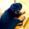 rottweiler, puppy, dog, pet, animal, indoor, wooden_floor, black_fur, brown_fur, lying_down, looking_at_camera, chair_leg, floor, young_dog, cute, domestic_animal, household, canine, fur, resting