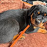 Maverick joined the competition — help win amazing prizes! puppy, rottweiler, dog, pet, leash, orange, black, brown, fur, car_interior, blanket, cozy, cute, animal, young, portrait, companion, domestic_animal, resting, curious