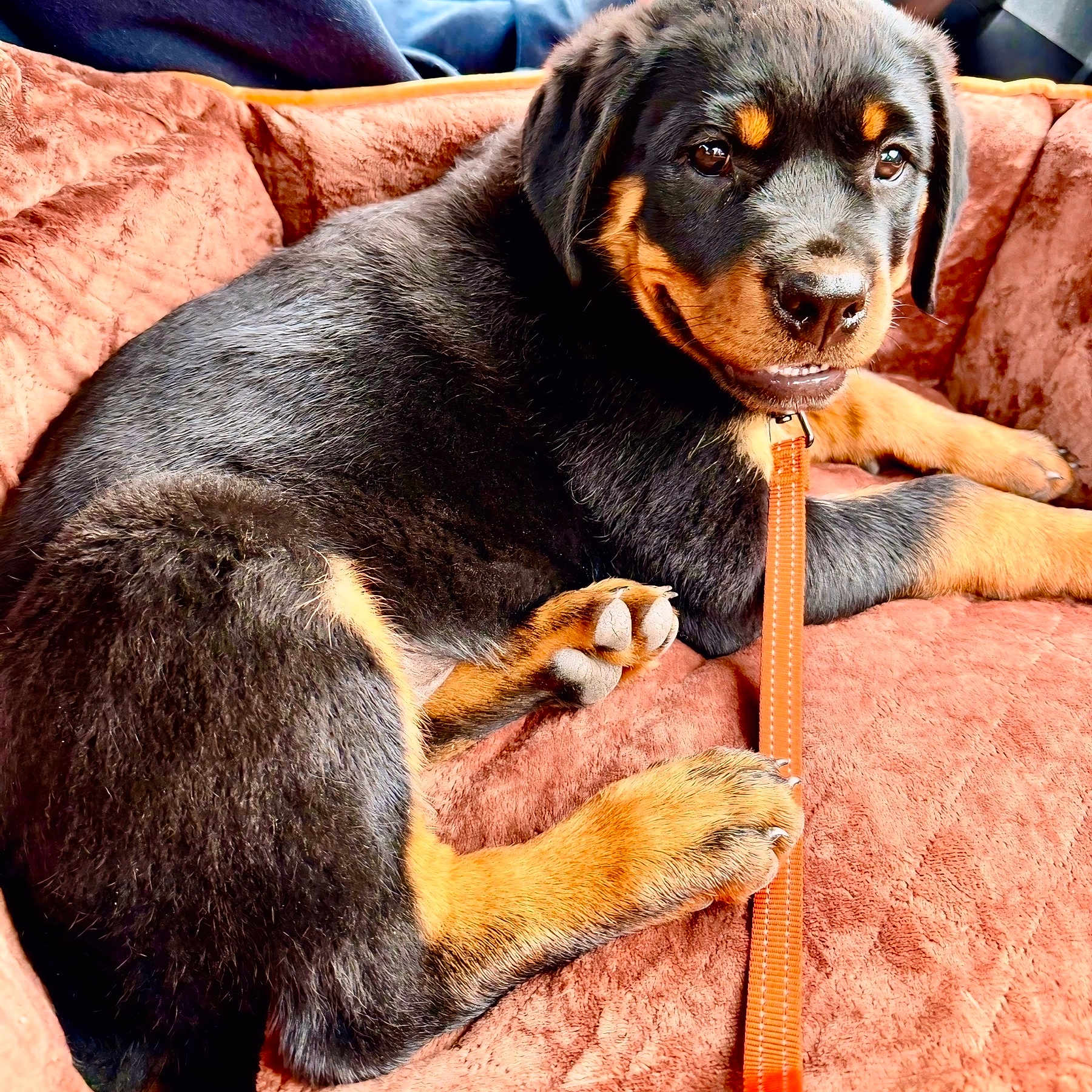 Maverick