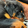 puppy, rottweiler, dog, sleeping, close_up, fur, paw, blanket, car_interior, dashboard, temperature_control, black_fur, brown_fur, cute, pet, domestic_animal, resting, animal, young_dog, cozy