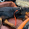 Maverick joined the competition — help win amazing prizes! puppy, rottweiler, dog, sleeping, pet_bed, leash, collar, car_interior, dashboard, cozy, resting, brown, black, animal, canine, side_view, young_dog, domestic_animal, transport, relaxation