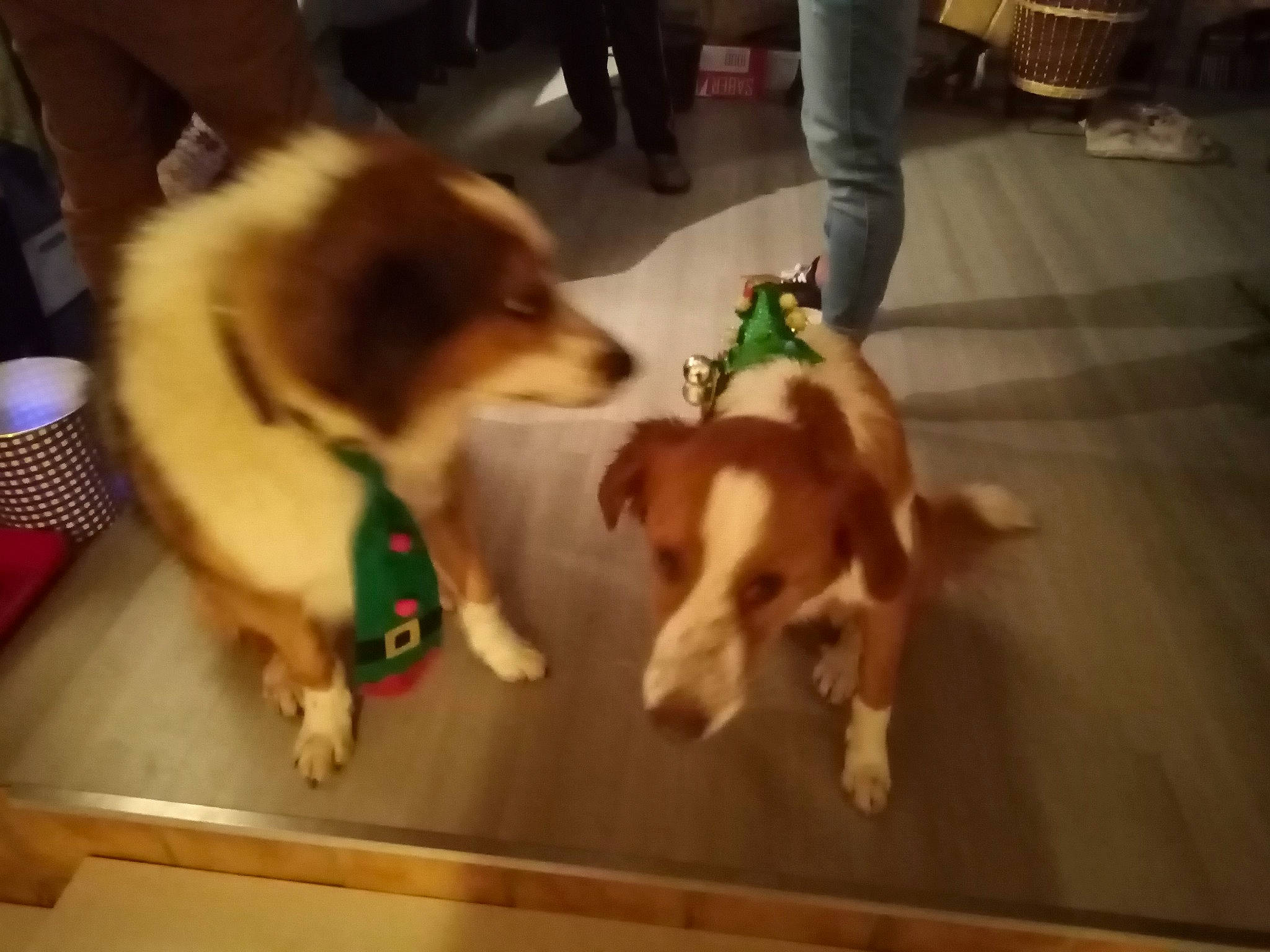 Patou Et Maïa a rejoint le concours — aidez-le/la à gagner de superbes lots ! beagle, canidae, carnivore, companion_dog, dog, dog_breed, fawn, floor, flooring, fur, hardwood, mammal, paw, pet_supply, puppy, snout, sporting_group, tail, wood, working_animal