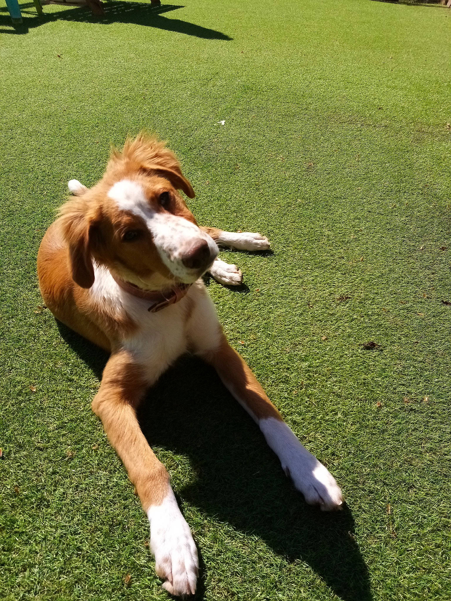 Patou Et Maïa a rejoint le concours — aidez-le/la à gagner de superbes lots ! canidae, carnivore, companion_dog, dog, dog_breed, fawn, fun, fur, grass, grass_family, grassland, human_leg, lawn, liver, people_in_nature, plant, rough_collie, snout, tail, working_animal