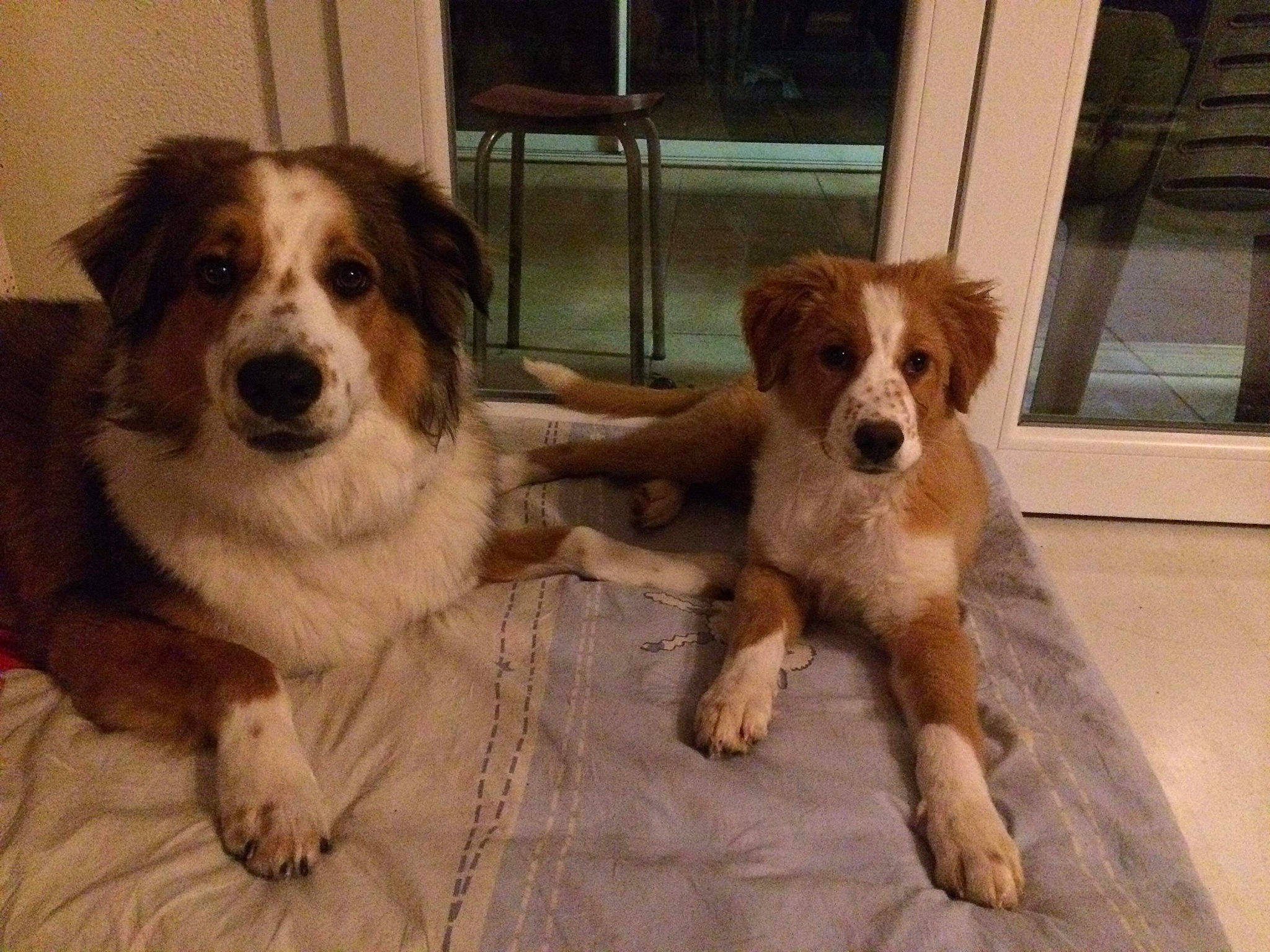 Patou Et Maïa a rejoint le concours — aidez-le/la à gagner de superbes lots ! ancient_dog_breeds, bored, canidae, carnivore, companion_dog, dog, dog_breed, door, fawn, fur, liver, snout, sporting_group, working_animal, working_dog