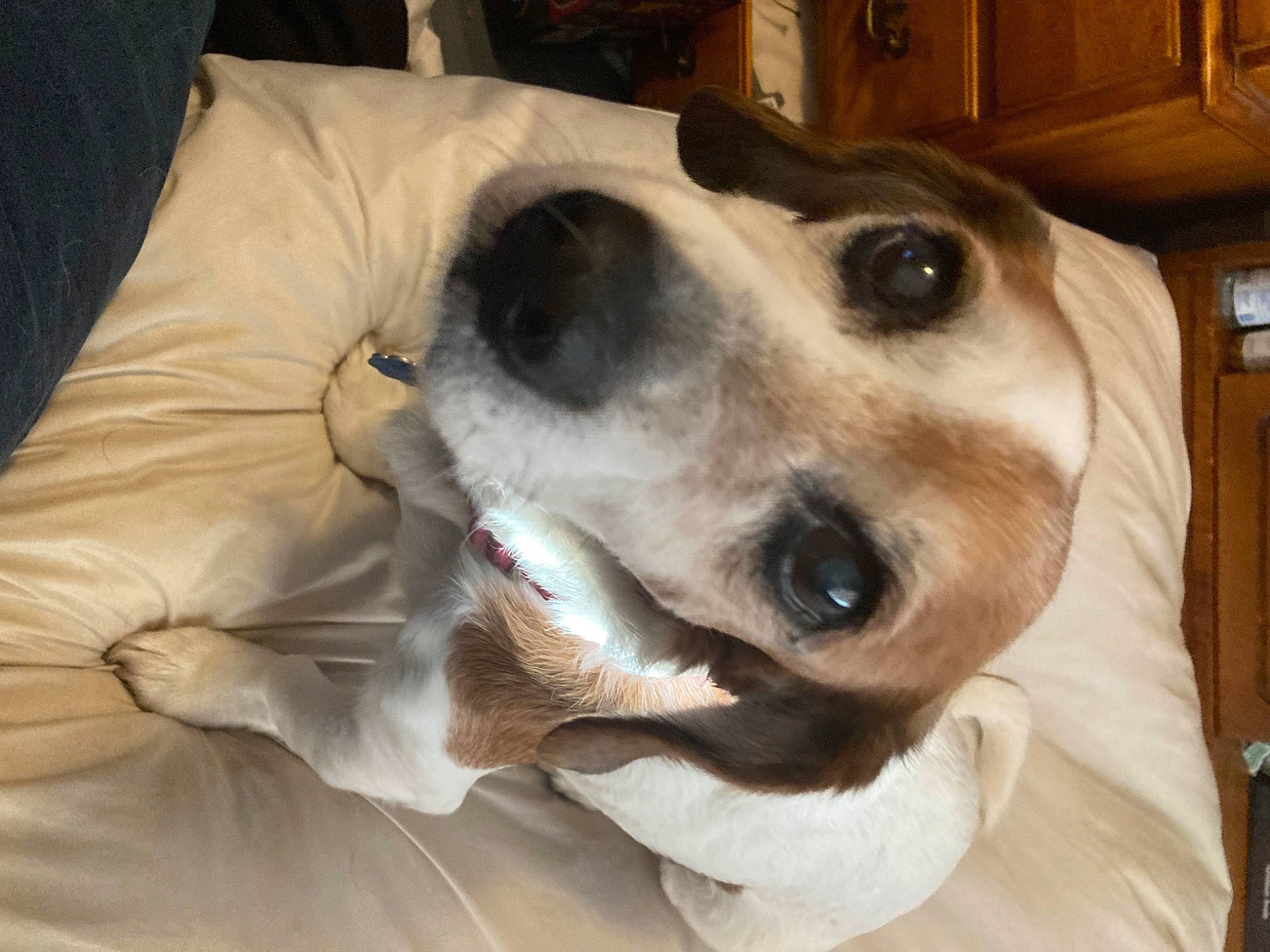 Jack joined the competition — help win amazing prizes! canidae, carnivore, collar, comfort, companion_dog, dog, dog_breed, dog_collar, dog_supply, eyewear, fawn, fur, linens, non_sporting_group, pet_supply, snout, sporting_group, whiskers, wood, working_animal