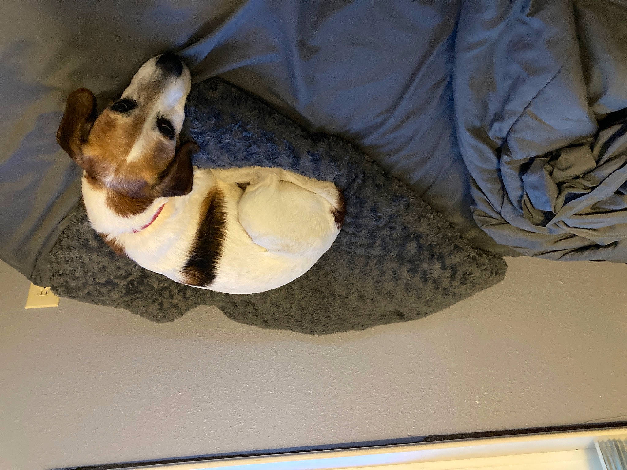 Jack is registered to the contest to win money with this photo: carnivore, comfort, companion_dog, dog, dog_breed, fawn, fur, linens, pet_supply, room, snout, sporting_group, whiskers, working_animal