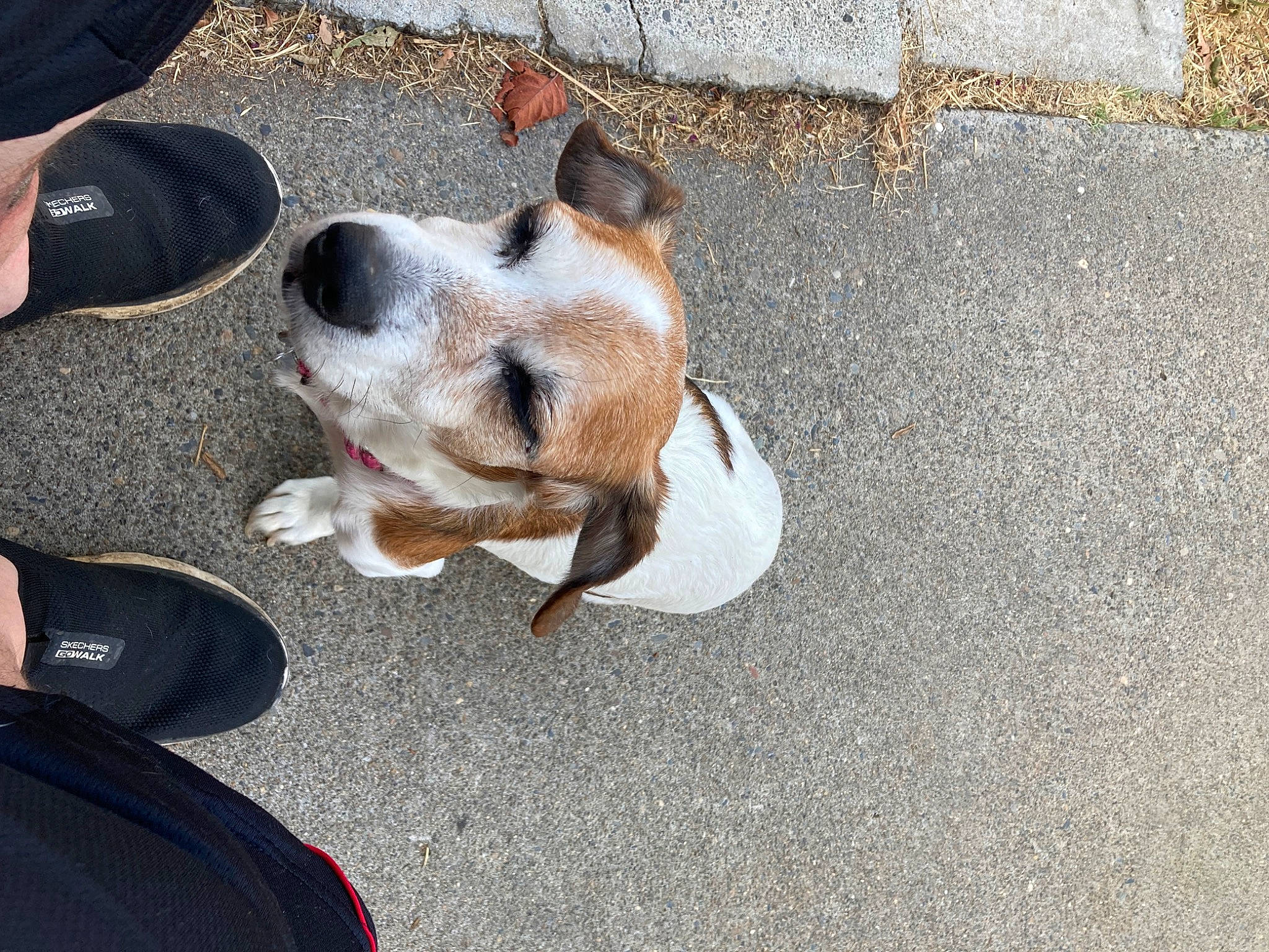 Jack is registered to the contest to win money with this photo: asphalt, carnivore, collar, companion_dog, concrete, dog, dog_breed, flooring, foot, fur, paw, road_surface, sidewalk, snout, sporting_group, tar, whiskers, working_animal