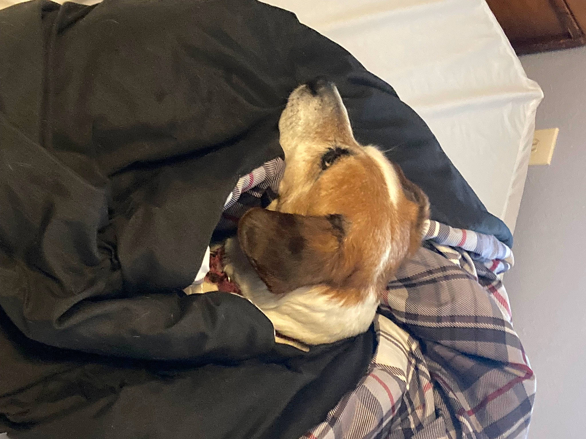 Jack is registered to the contest to win money with this photo: bag, canidae, carnivore, comfort, companion_dog, dog, dog_breed, fawn, felidae, fur, guard_dog, linens, mammal, small_to_medium_sized_cats, snout, sporting_group, textile, toy_dog, whiskers, working_animal