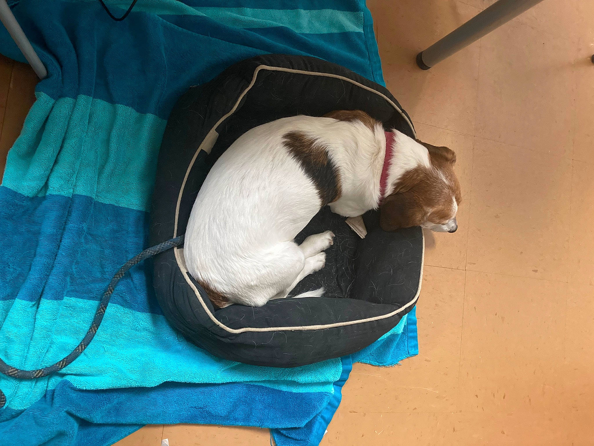 Jack is registered to the contest to win money with this photo: blue, carnivore, cat, cat_supply, collar, comfort, companion_dog, dog_breed, dog_supply, electric_blue, fawn, felidae, fur, linens, pet_supply, small_to_medium_sized_cats, snout, sporting_group, tail, whiskers