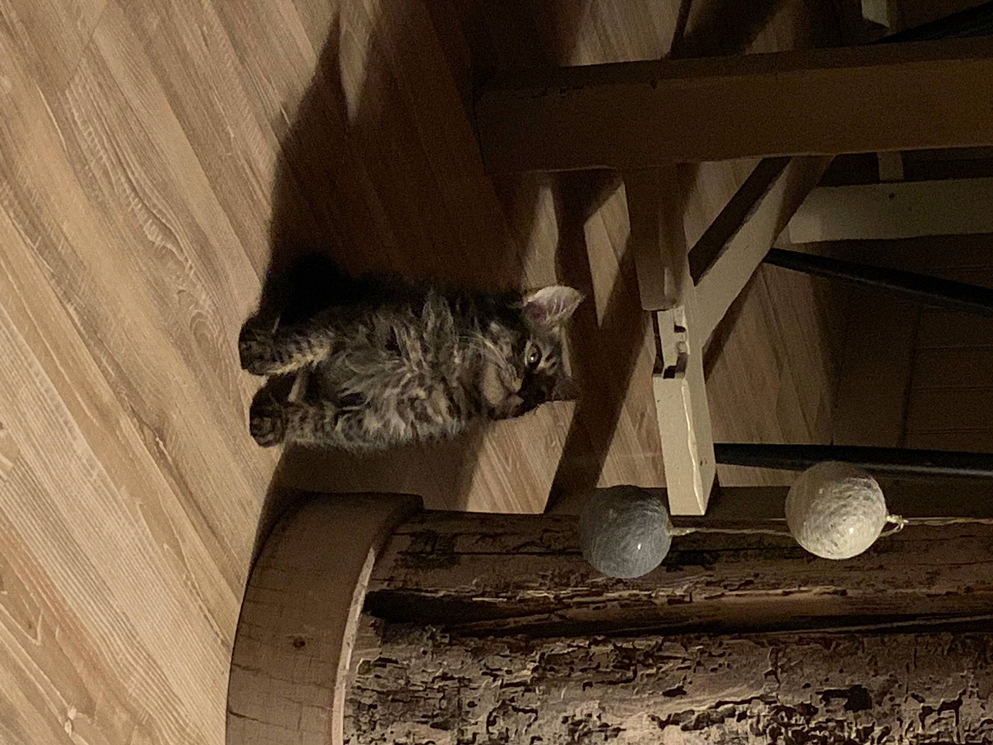 Olaf participe au concours pour gagner de l'argent avec cette photo : art, beam, carnivore, cat, domestic_short_haired_cat, felidae, hardwood, metal, monochrome, monochrome_photography, plywood, room, sculpture, shadow, small_to_medium_sized_cats, still_life_photography, tail, tints_and_shades, whiskers, wood