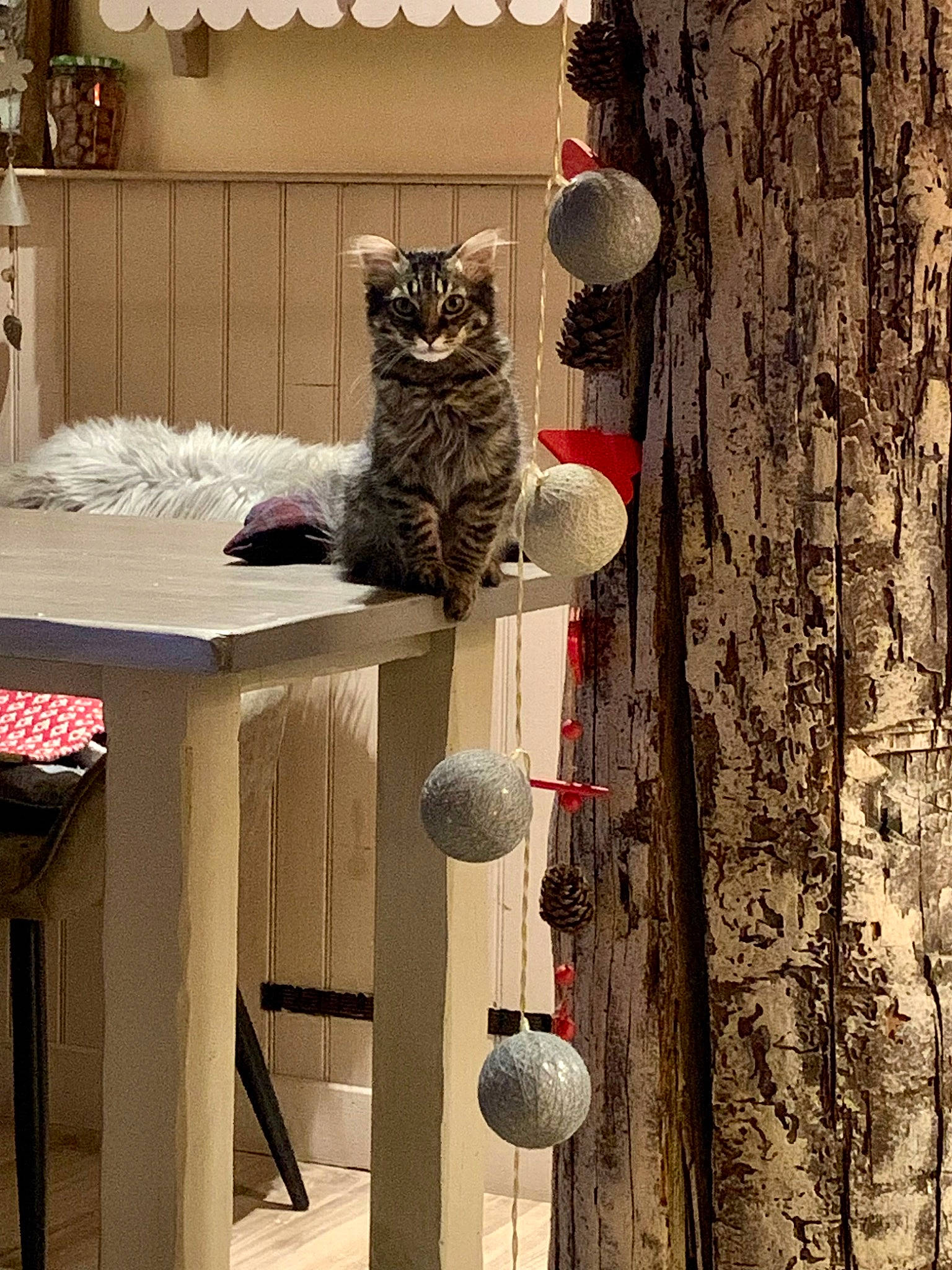 Olaf a rejoint le concours — aidez-le/la à gagner de superbes lots ! cabinetry, carnivore, cat, domestic_short_haired_cat, felidae, fur, house, shelf, shelving, small_to_medium_sized_cats, table, tail, tree, trunk, twig, whiskers, window, wood