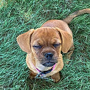 Bella joined the competition — help win amazing prizes! puppy, dog, grass, outdoor, pet, animal, brown, collar, cute, small, young, fur, nature, sitting, adorable, canine, eyes_closed, portrait, summer, daylight