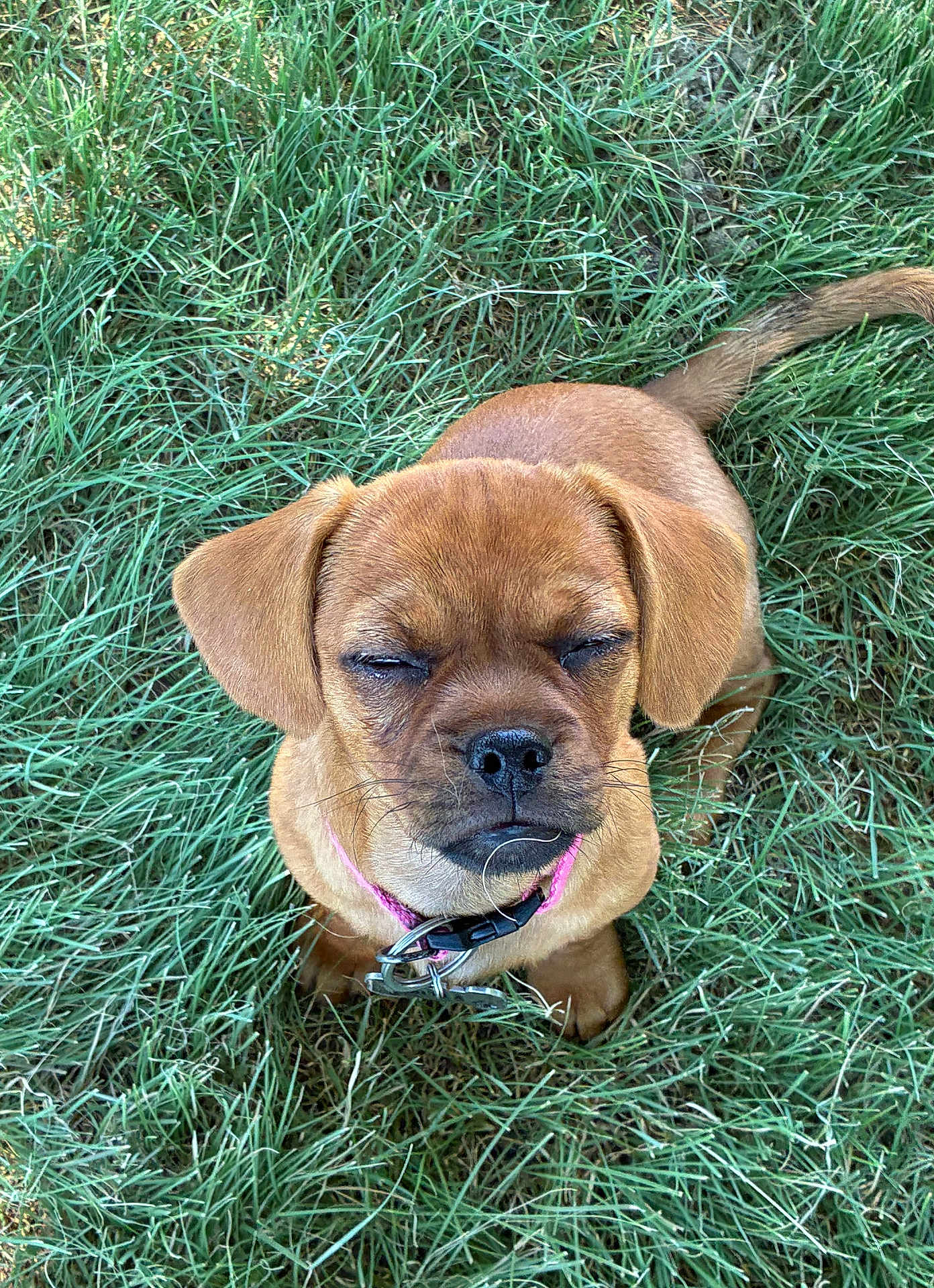 Bella
