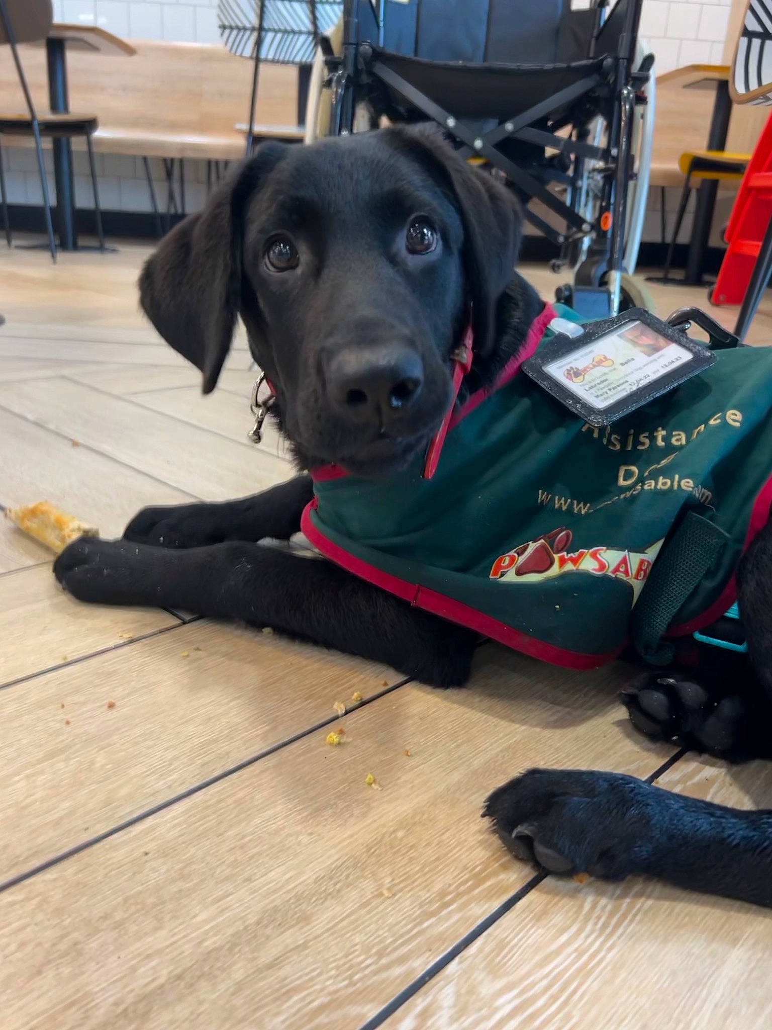 Alan joined the competition — help win amazing prizes! borador, carnivore, chair, collar, companion_dog, dog, dog_breed, dog_collar, dog_supply, floor, flooring, hardwood, laminate_flooring, personal_protective_equipment, plank, snout, sporting_group, wood, wood_flooring, working_animal