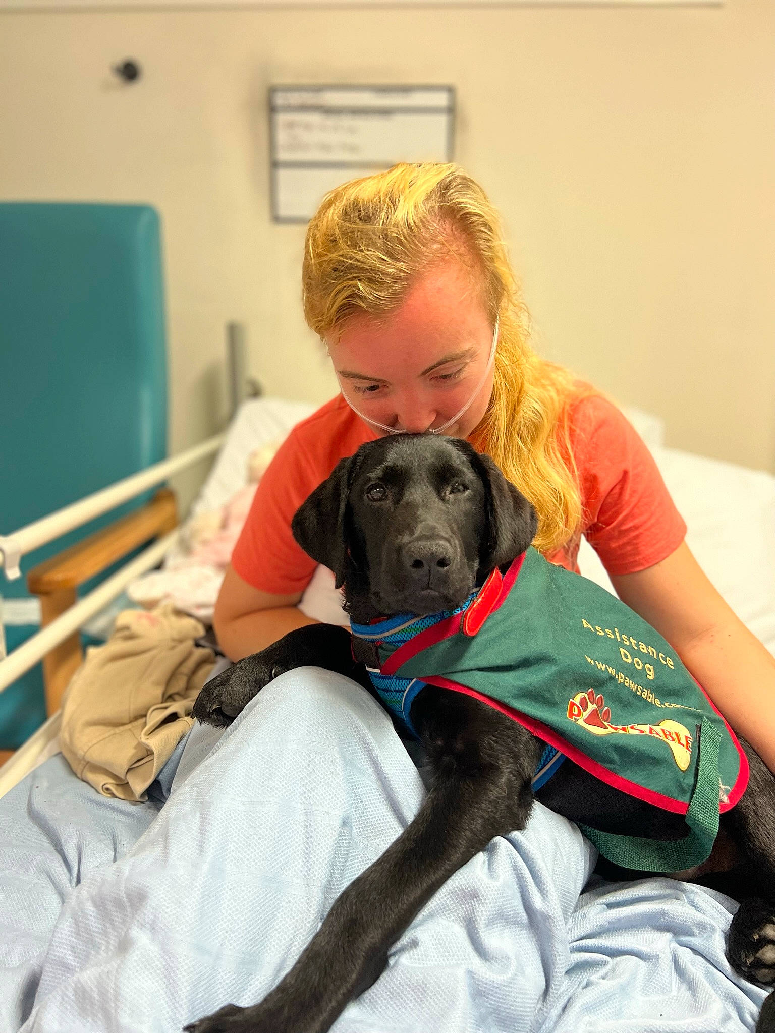 Alan is registered to the contest to win money with this photo: canidae, carnivore, comfort, companion_dog, dog, dog_breed, fawn, fur, leisure, picture_frame, puppy, room, sitting, sporting_group, working_animal