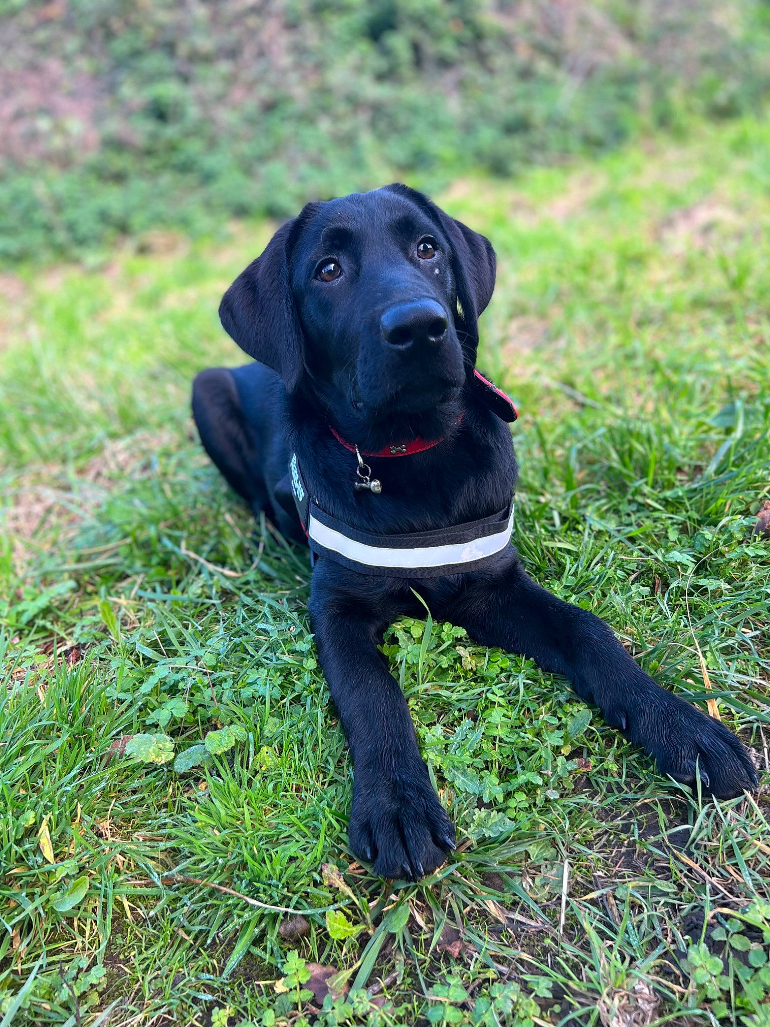 Alan is registered to the contest to win money with this photo: borador, canidae, carnivore, collar, companion_dog, dog, dog_breed, dog_collar, electric_blue, grass, grassland, groundcover, gun_dog, hunting_dog, plant, snout, sporting_group, tail, terrestrial_animal, working_animal