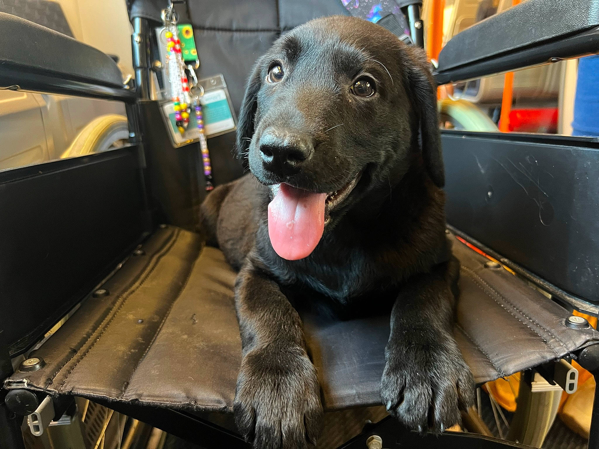 Alan is registered to the contest to win money with this photo: auto_part, automotive_exterior, carnivore, companion_dog, dog, dog_breed, fang, fur, machine, metal, motor_vehicle, snout, sporting_group, transport, vehicle, vehicle_door, whiskers, windshield, working_animal