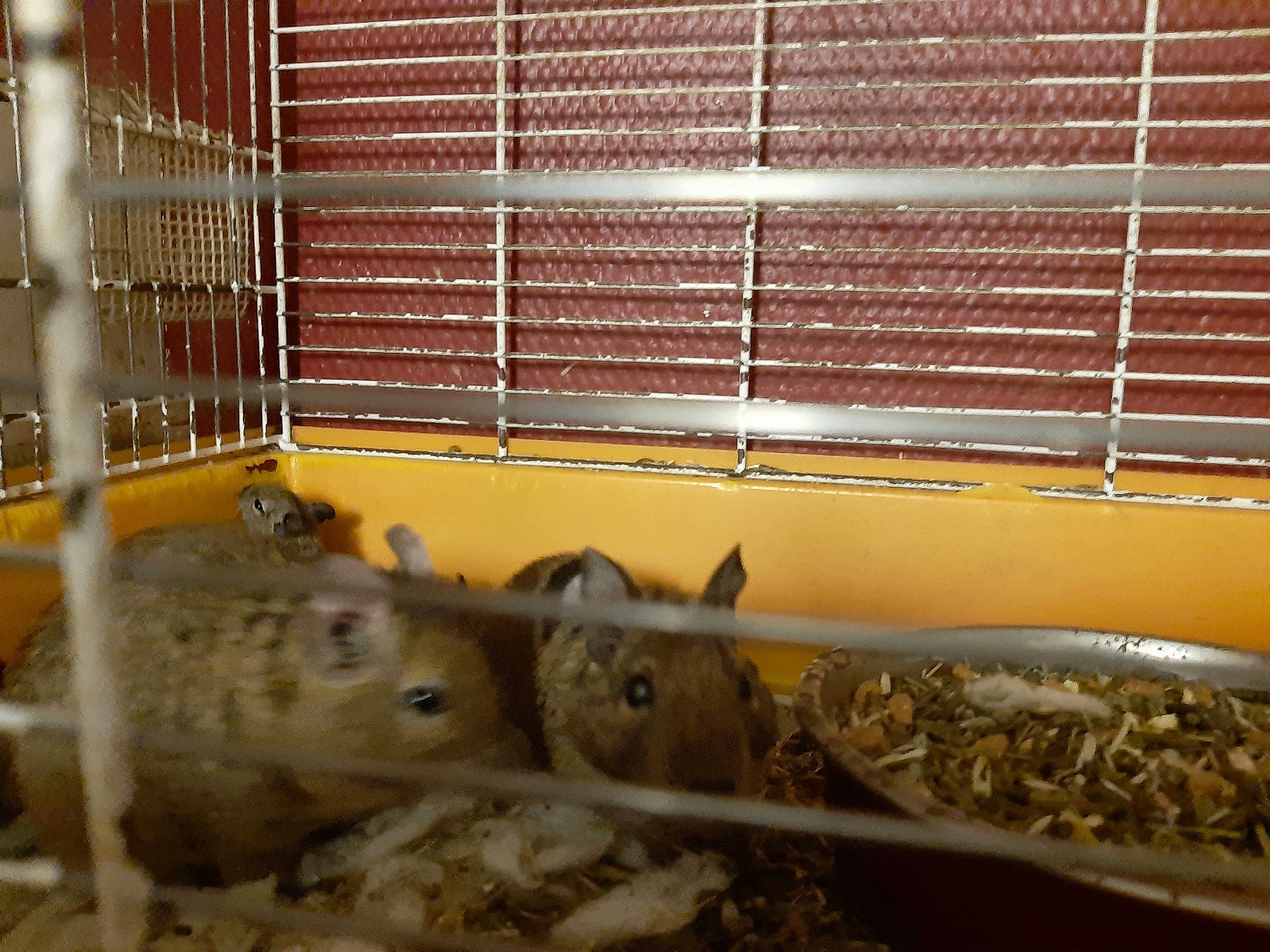 écureuils Du Chili participe au concours pour gagner de l'argent avec cette photo : animal_shelter, cage, chinchilla, degu, fawn, gerbil, mammal, mouse, muridae, muroidea, rat, rodent, whiskers