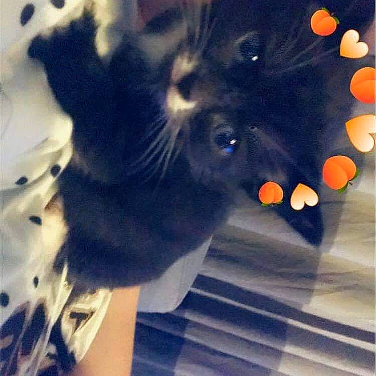 Zena joined the competition — help win amazing prizes! carnivore, cat, domestic_short_haired_cat, felidae, fur, small_to_medium_sized_cats, snout, vertebrate, whiskers